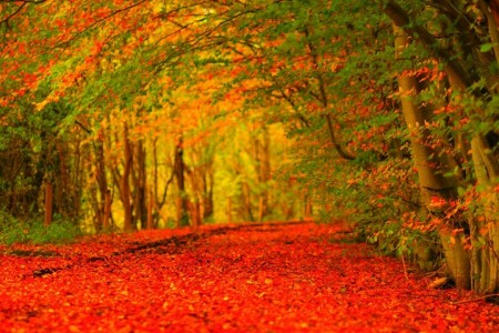 forêt, feuilles, parc, route, des arbres