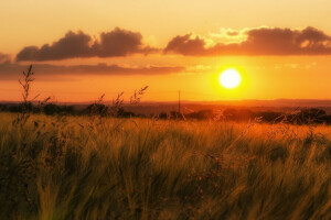 nuvens, campo, Relva, horizonte, Céu laranja, linhas de energia, pôr do sol, vale