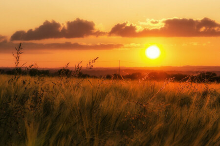 wolken, veld-, gras, horizon, Oranje lucht, stroomkabels, zonsondergang, vallei