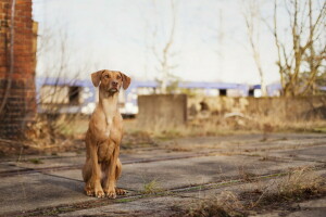 köpek, her biri, bak