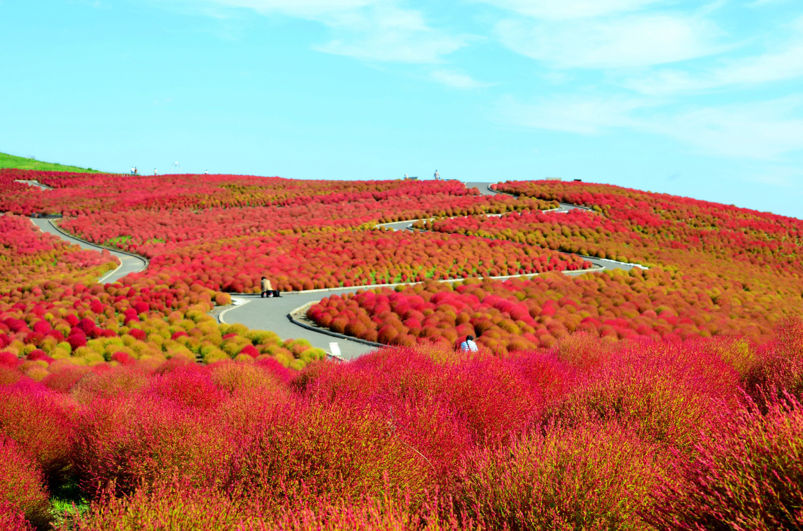 campo, flores, Japón, colinas, los arbustos, Prefectura de Ibaraki, Hitachinaka