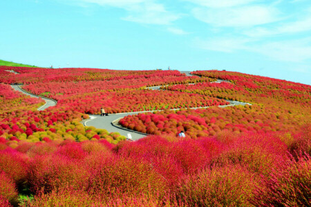 field, flowers, hills, Hitachinaka, Ibaraki Prefecture, Japan, the bushes