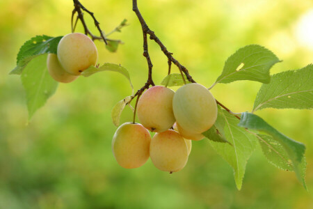 branche, fruit, feuilles, arbre