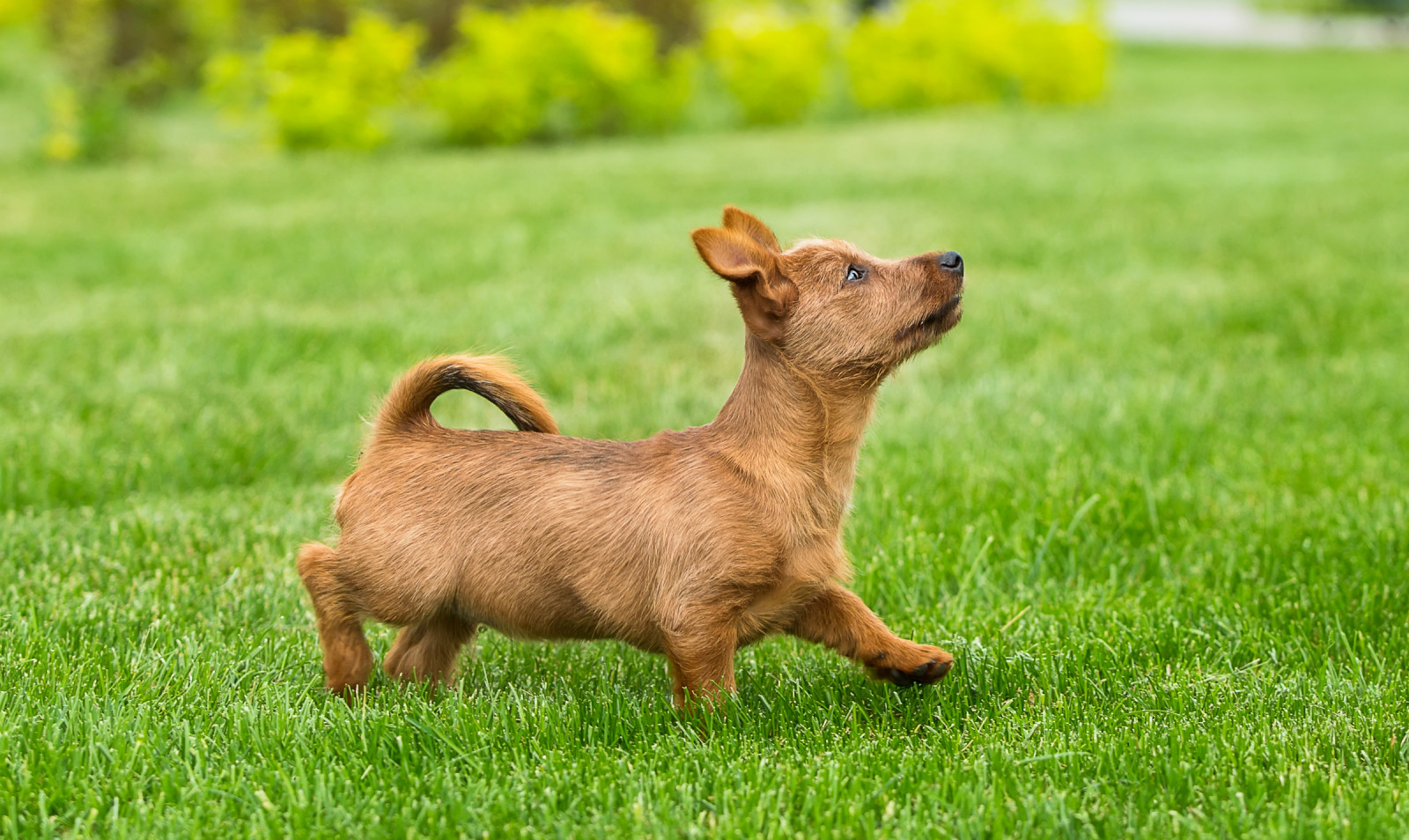 cachorro, gramado, engraçado, Terrier