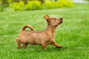 vicces, gyep, kölyökkutya, Terrier