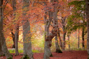 høst, skog, natur