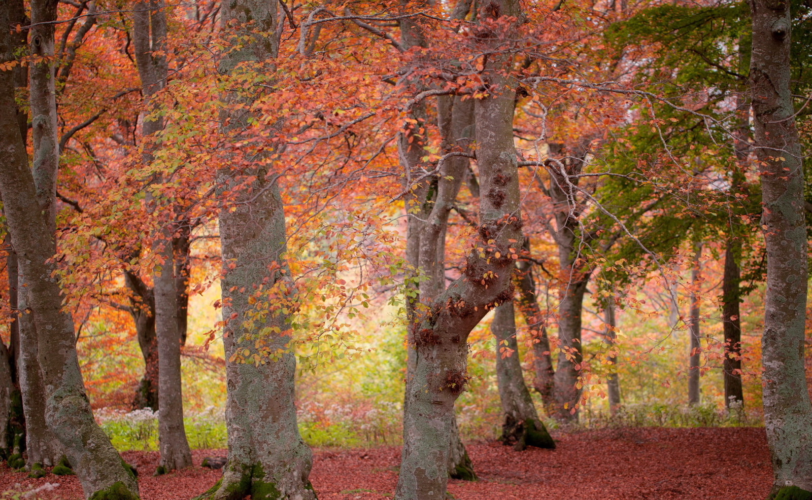 jesień, las, Natura