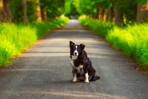 hond, elk, kijken, zomer