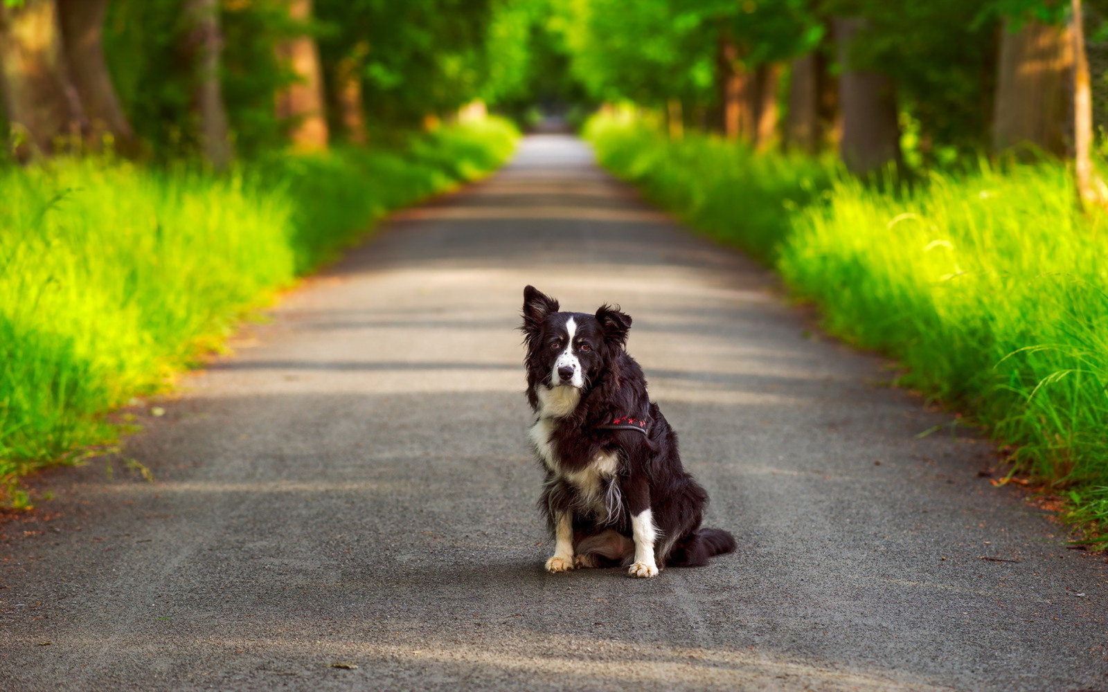 kijken, hond, zomer, elk