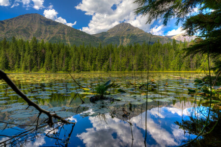 felhők, erdő, Gleccser Nemzeti Park, tó, Montana, hegyek, az ég, fák