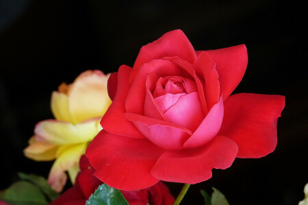 Bush, macro, petals, rose