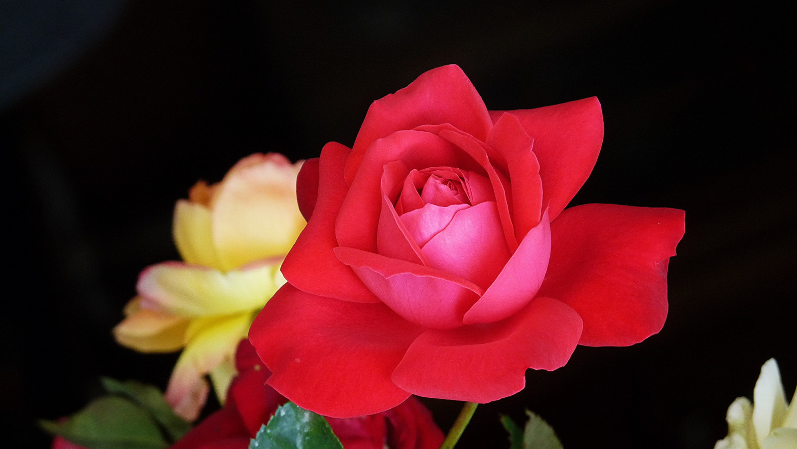 macro, rosa, cespuglio, petali