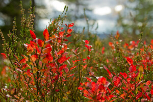 autumn, forest, leaves, meadow, the bushes