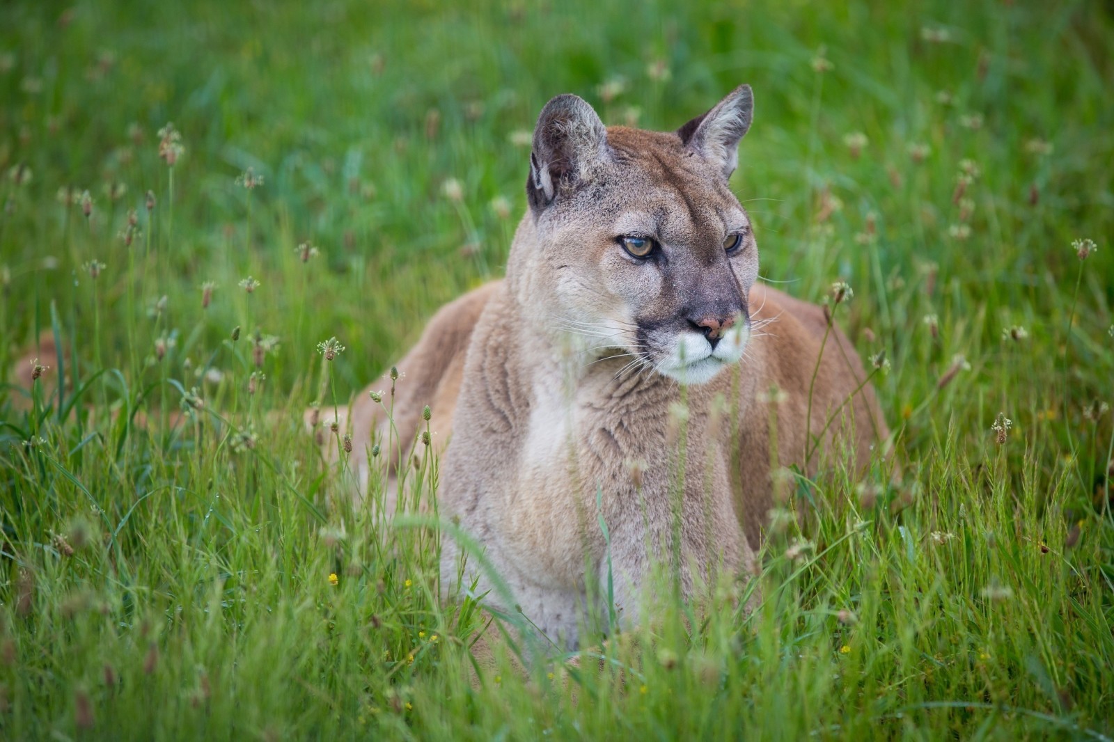 Gesicht, Raubtier, wilde Katze, Puma, Puma