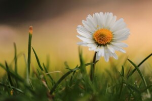 Marguerite, herbe, macro