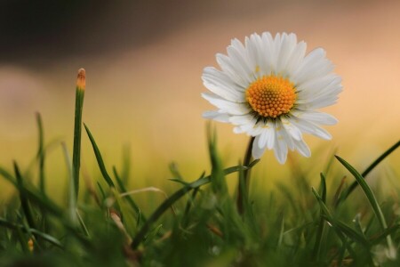 Daisy, gräs, makro