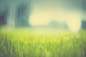 bokeh, gouttes, herbe