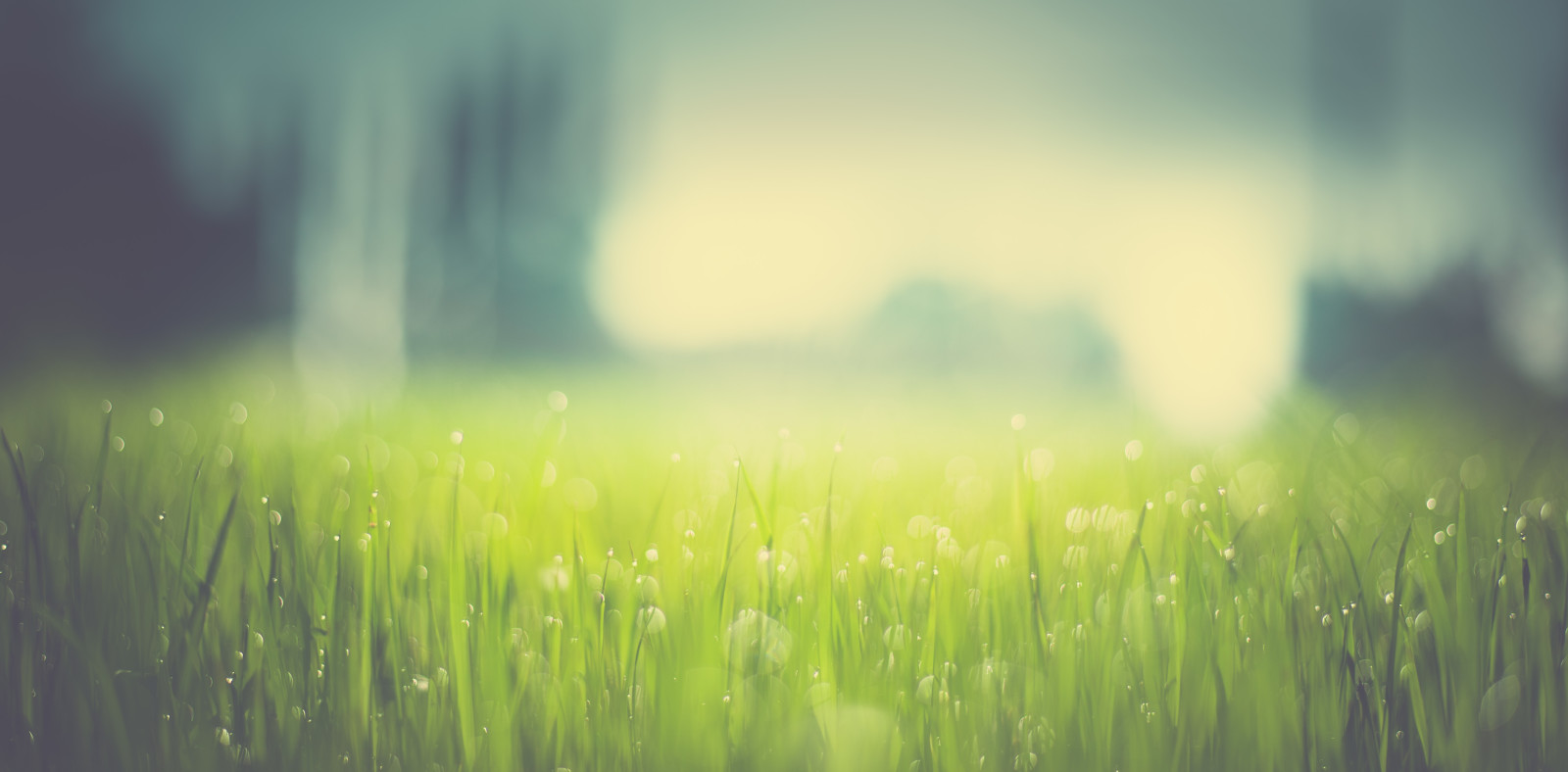 herbe, bokeh, gouttes