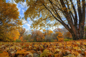 autunno, nuvole, le foglie, il cielo, alberi