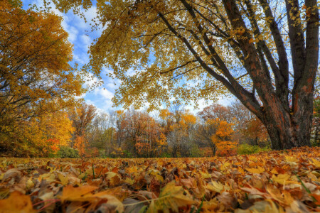 l'automne, des nuages, feuilles, Le ciel, des arbres