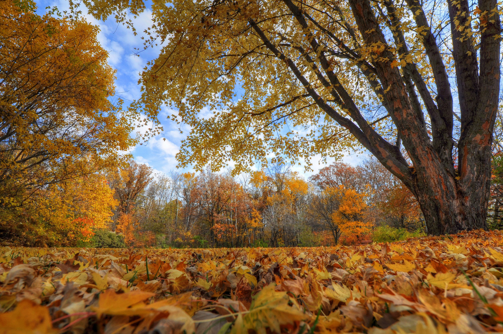 autunno, il cielo, alberi, nuvole, le foglie