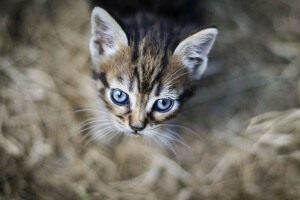 Contexte, yeux, minou, Regardez