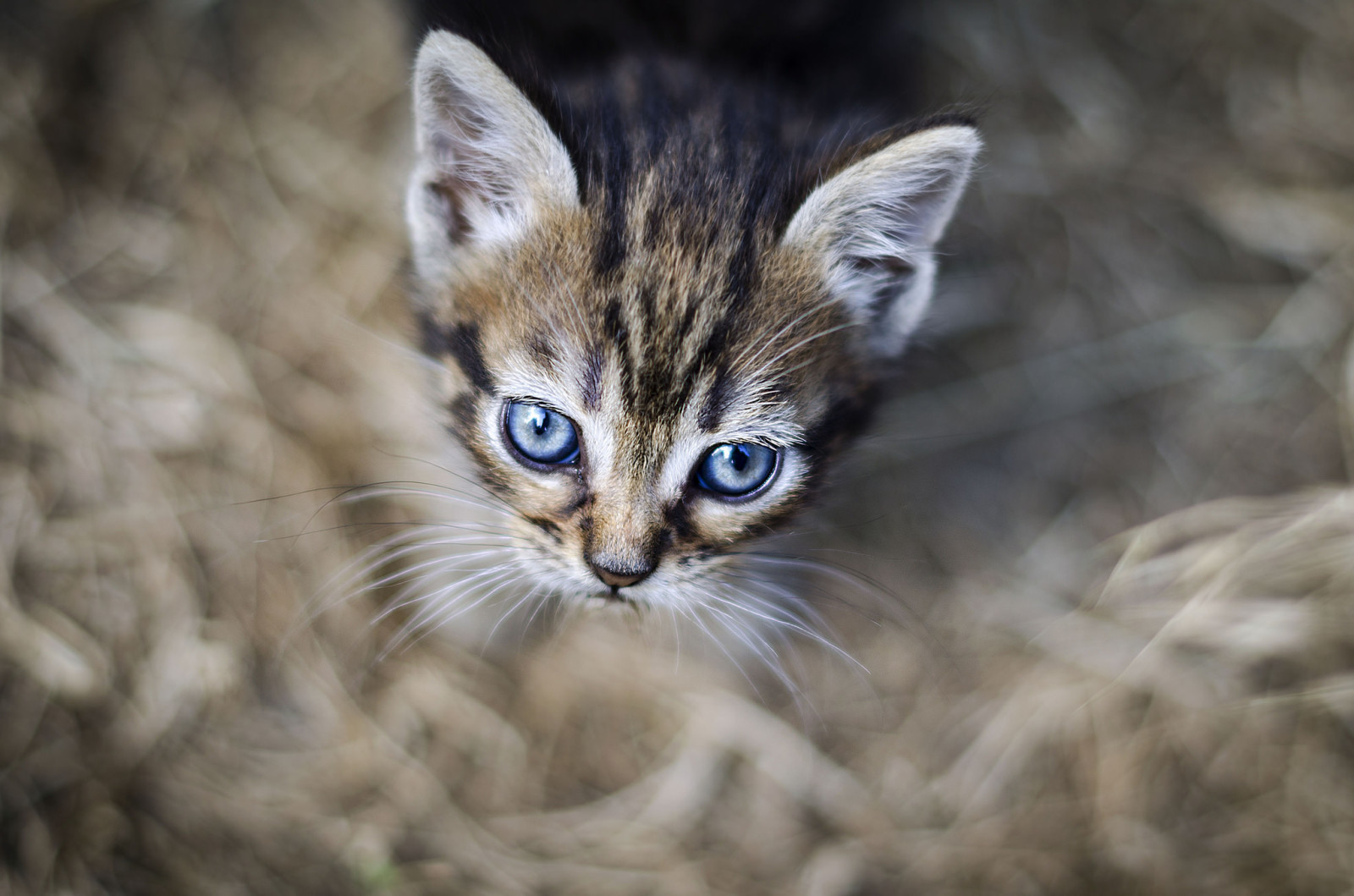 Veja, fundo, olhos, gatinha