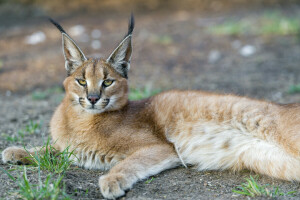 Caracal, tvár, dravec, rys ostrovid