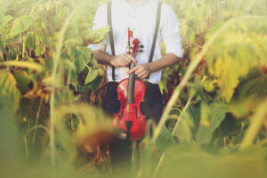 people, sunflowers, violin