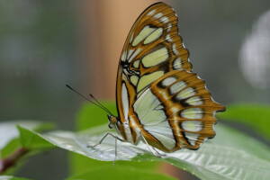 PAPILLON, la nature, feuille, ailes