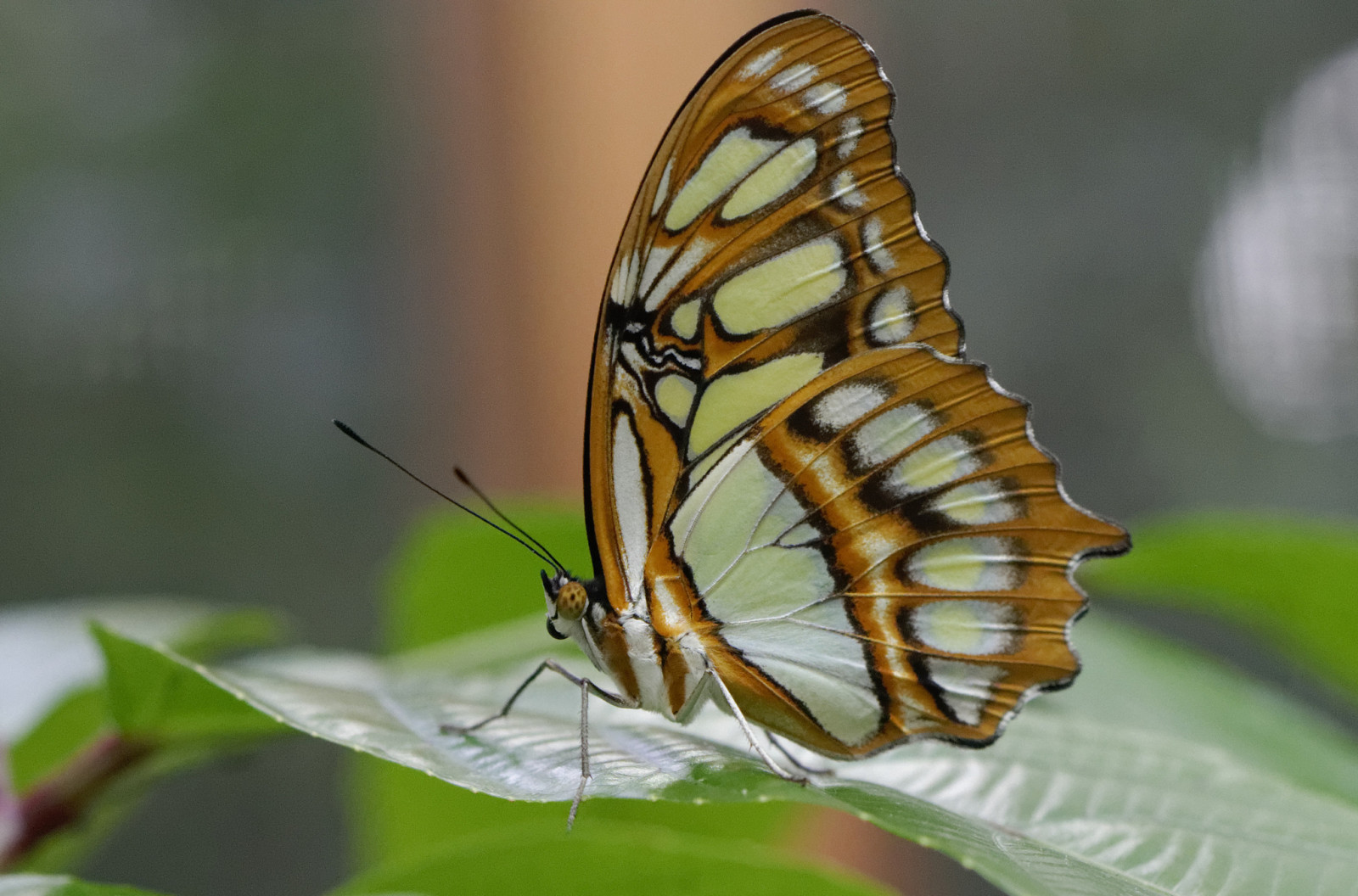 Natura, MOTYL, skrzydełka, arkusz