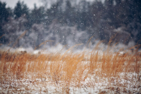 felt, gress, natur, vinter