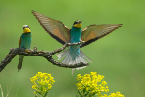 Bienenfresser, Vögel, Ast, Blumen, die Bienenfresser, Flügel