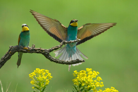 bee-eaters, fugler, gren, blomster, bi-spiserne, vinger