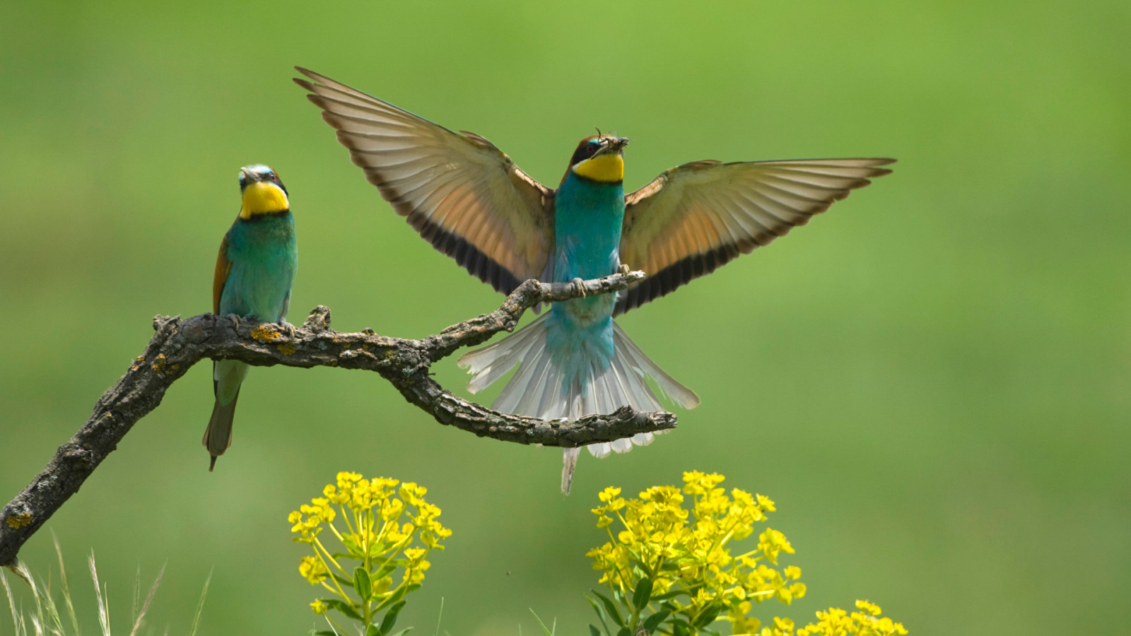 flowers, branch, wings, birds, bee-eaters, the bee-eaters