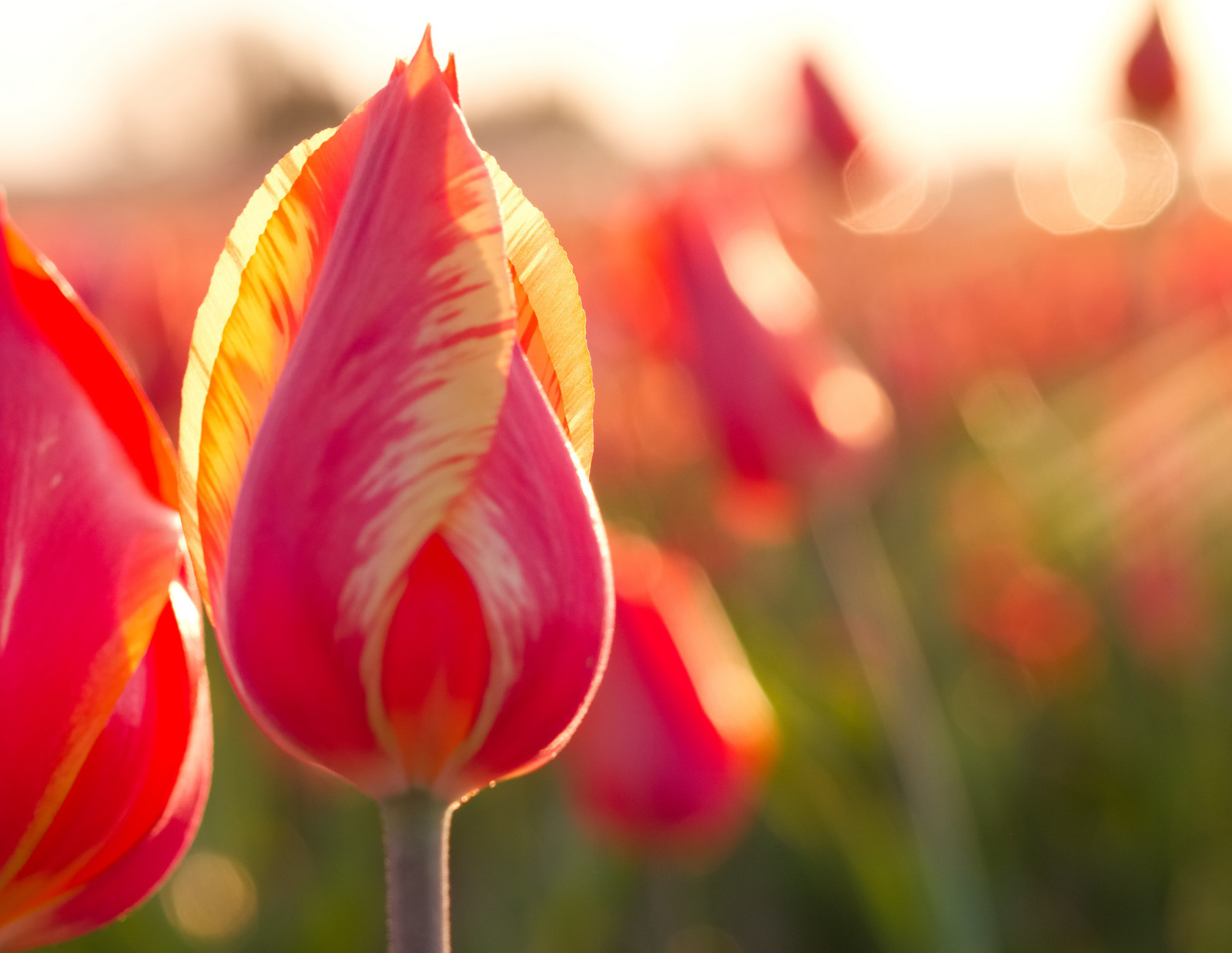 natuur, macro, tulpen, bloemblaadjes, stam