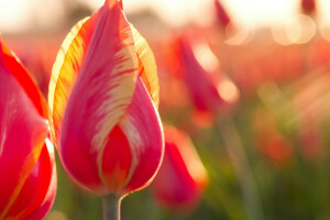 macro, natuur, bloemblaadjes, stam, tulpen