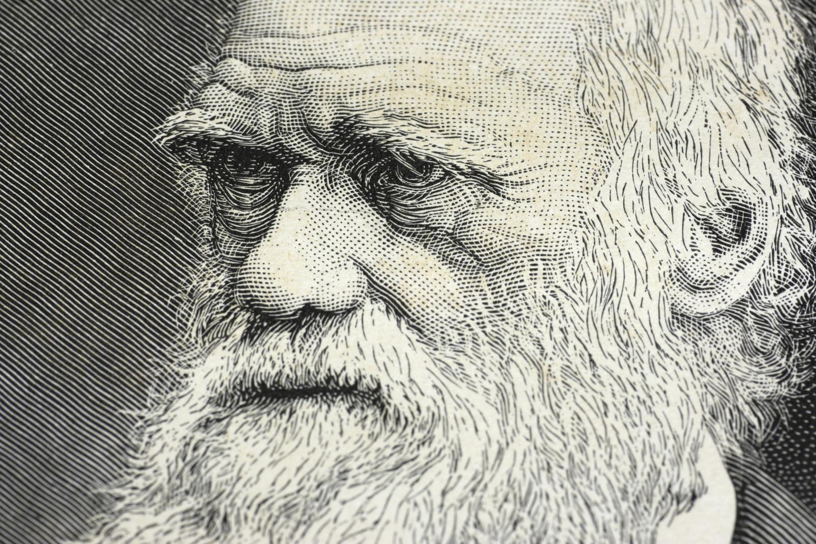 dessin, Génie, scientifique, Darwin