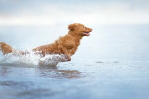 Hund, jeder, aussehen