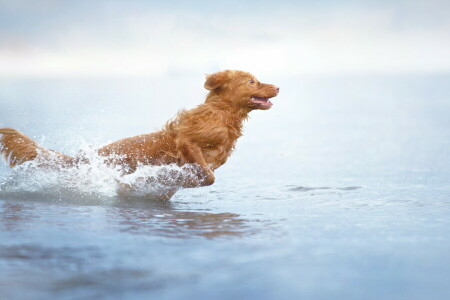 hond, elk, kijken