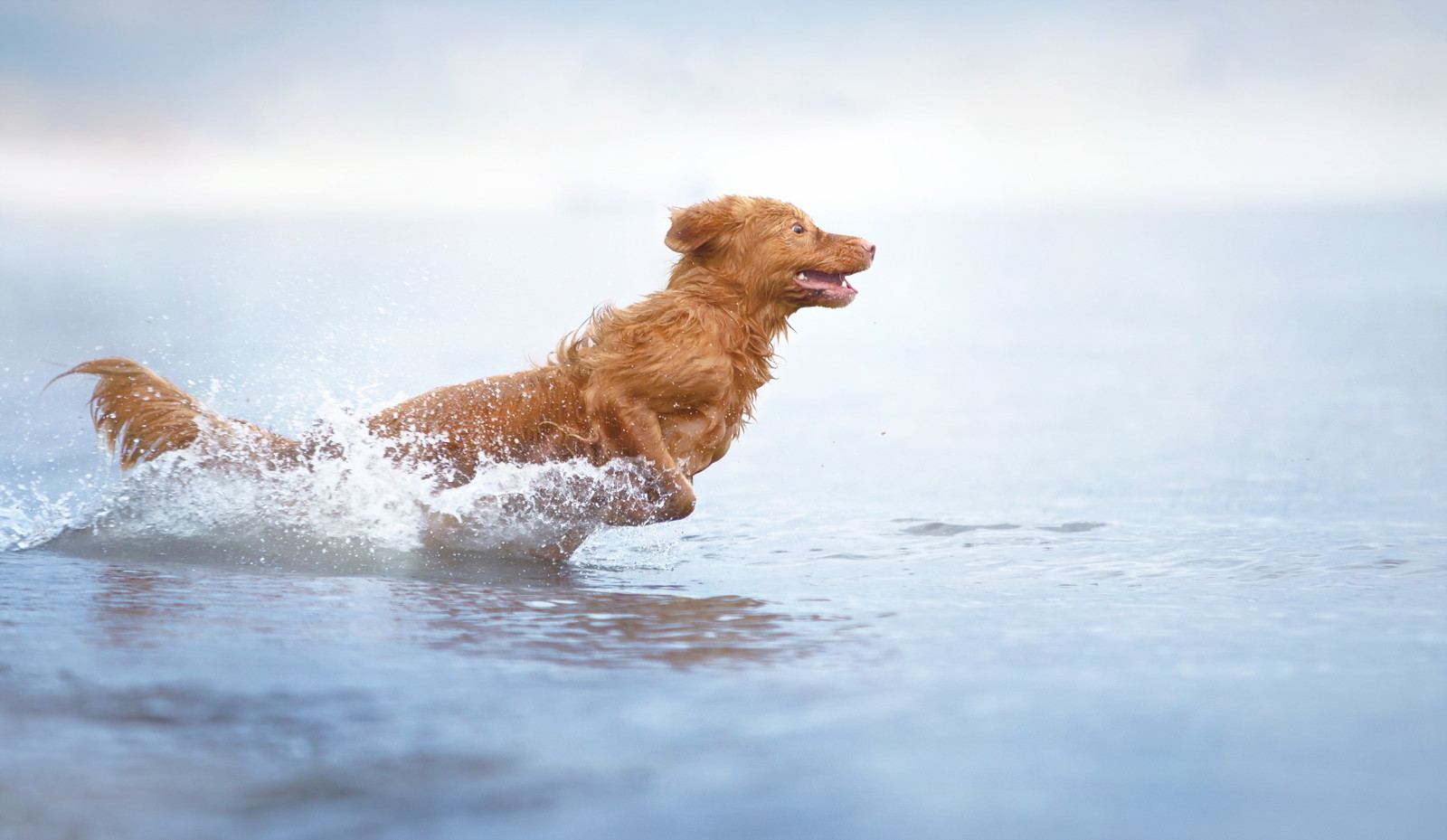 Guarda, cane, ogni