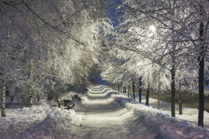 nuit, parc, neige, hiver