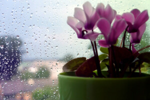 gotas, flor, macro, lluvia