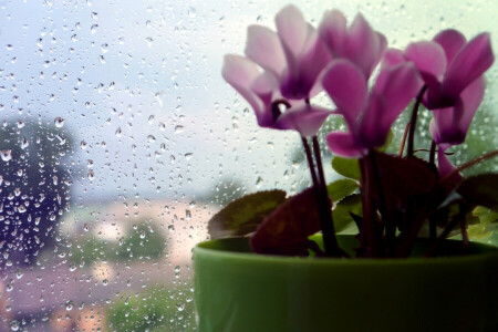 gotas, flor, macro, chuva