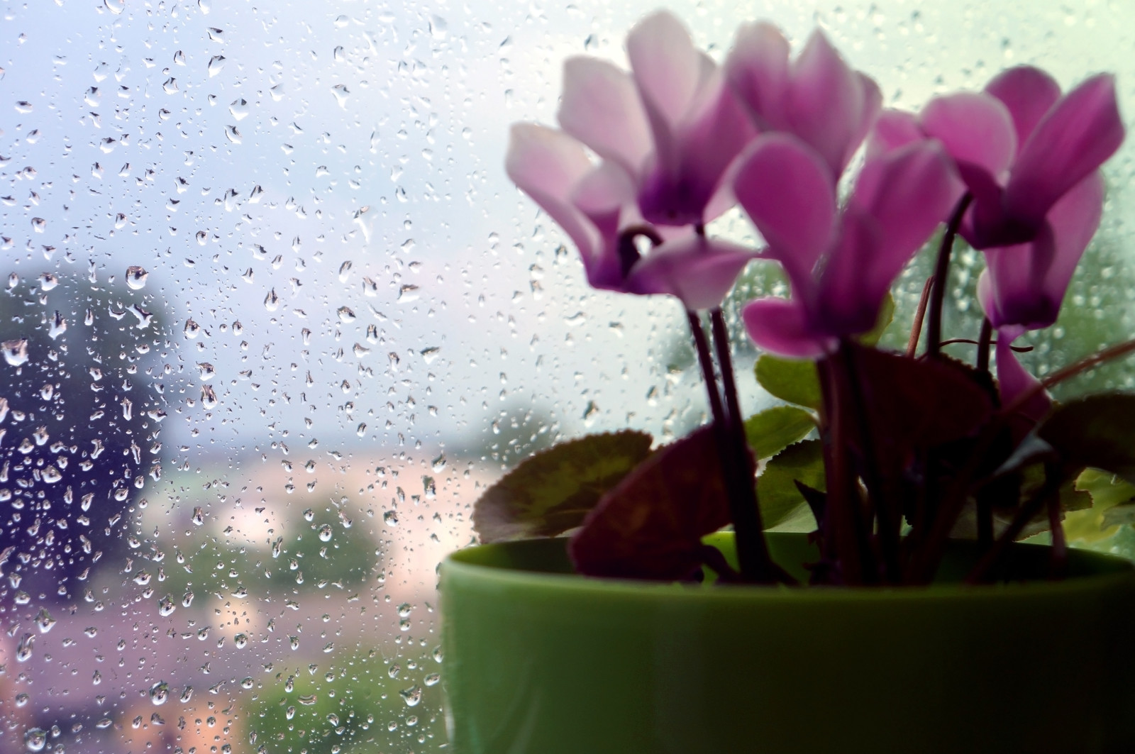 macro, fleur, pluie, gouttes