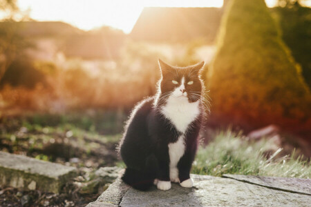 bianco e nero, gatto, occhi, Guarda, baffi, seduta