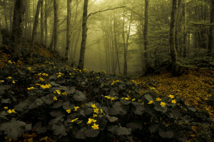 flores, floresta, neblina, natureza