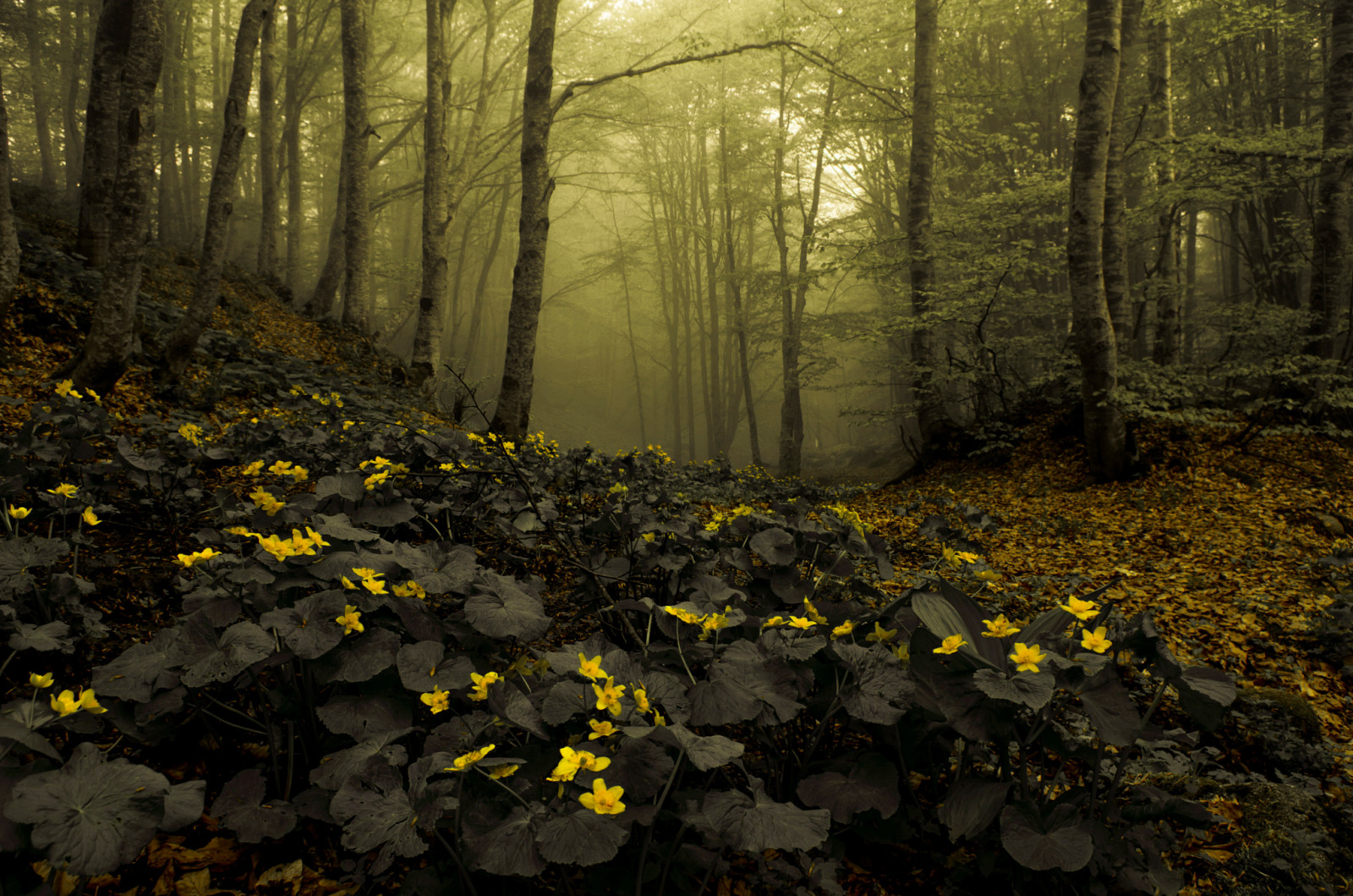 skog, natur, blomster, tåke