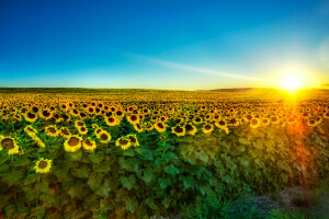 mucho, amanecer, campo, plantación, girasoles, Los rayos del sol, el cielo