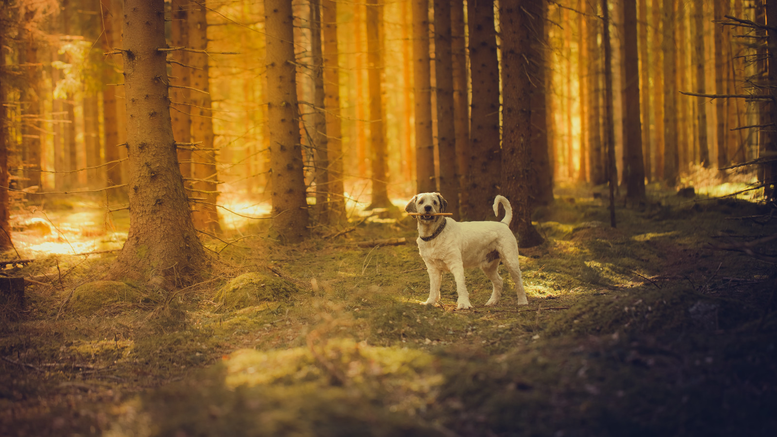 forêt, chien, le soleil